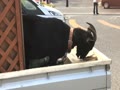 駐車場の軽トラ荷台にヤギ🐐🐐🐐さん😂